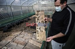 Trudności hodowców ślimaków we Francji