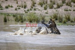 Tygrysy bengalskie trenują walkę w wodzie