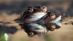 Wiosenne żaby