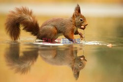 Wiewiórki szukają orzechów w wodzie