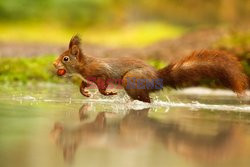 Wiewiórki szukają orzechów w wodzie