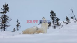 Zabawa niedźwiedzia polarnego w śniegu