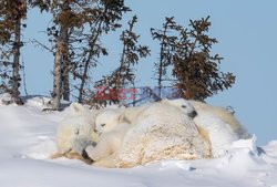 Zabawa niedźwiedzia polarnego w śniegu
