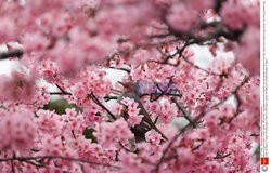 Kwitnące wiśnie w Japonii