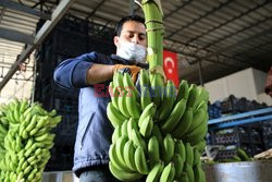 Szklarnie bananów w Turcji