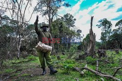 Innowacyjna metoda zalesiania w Kenii