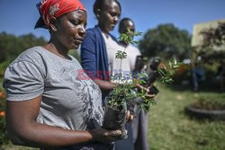 Innowacyjna metoda zalesiania w Kenii