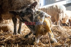 Narodziny owieczki