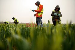 Rumuńscy pracownicy sezonowi w Anglii - AFP