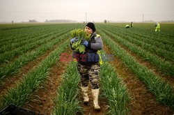 Rumuńscy pracownicy sezonowi w Anglii - AFP