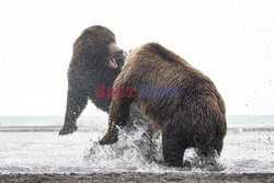 Niedźwiedzie walczą o łososia