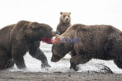 Niedźwiedzie walczą o łososia