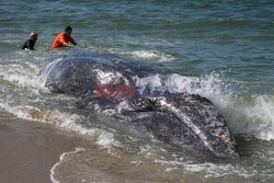 Martwy wieloryb na plaży w Los Angeles