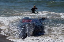 Martwy wieloryb na plaży w Los Angeles