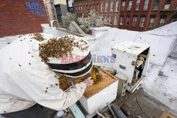 Pszczoły dla nowojorskich pasiek