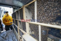 Pszczoły dla nowojorskich pasiek