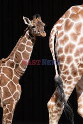 Czteromiesięczna żyrafa otrzymała imię pierwszej zaszczepionej na COVID Brytyjki - Margaret Keenan