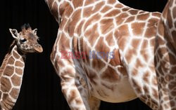 Czteromiesięczna żyrafa otrzymała imię pierwszej zaszczepionej na COVID Brytyjki - Margaret Keenan