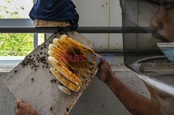 Ochrona pszczół w Malezji - AFP