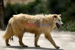 Libańczycy porzucają swoje zwierzaki z powodu biedy