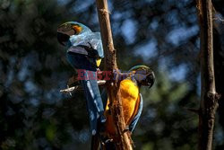 Zoo w Rio przekształcone w centrum ochrony różnorodności biologicznej