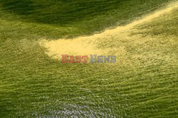 Pyłki sosny w wodach Zatoki Gdańskiej