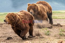Niedźwiedzie walczą o jedzenie