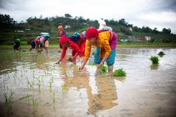 Sadzenie ryżu