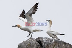 Największy we Francji rezerwat ptaków - AFP