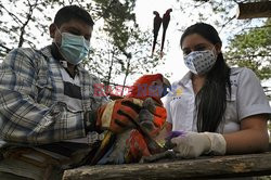 Ochrona ar w Hondurasie