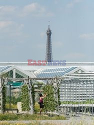 Miejska farma dachowa w Paryżu