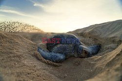 Żółwie ślady na piasku
