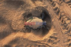 Żółwie ślady na piasku