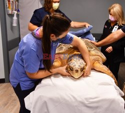 150 kilogramowy żółw na badaniach