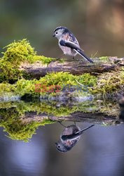 Amatorskie zdjęcia ptaków