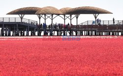 Czerwona plaża od kwitnącej sodówki