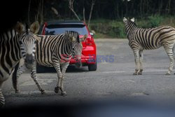 Park Safari w Bogor