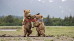 Zabawy małych niedźwiadków