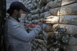 Hodowla boczniaków w piwnicy w mieście Afrin w Syrii