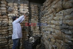 Hodowla boczniaków w piwnicy w mieście Afrin w Syrii