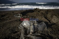 Żółwie ofiarami plastiku - Abaca