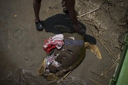 Żółwie ofiarami plastiku - Abaca