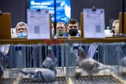 Targi gołębi w Katowicach - AFP