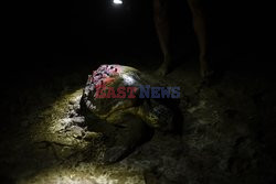 Ratowanie żółwi morskich w Turcji - AFP