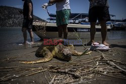 Ratowanie żółwi morskich w Turcji - AFP