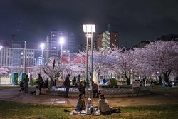Kwitnące wiśnie w Tokio