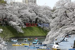 Kwitnące wiśnie w Tokio