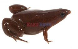 Nowo odkryty gatunek czekoladowej żabki