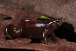 Nowo odkryty gatunek czekoladowej żabki