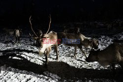 Hodowla reniferów w Laponii - AFP